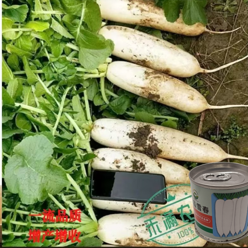 原装原罐雪春萝卜种子春萝卜种子春萝卜种子籽罐装白玉天