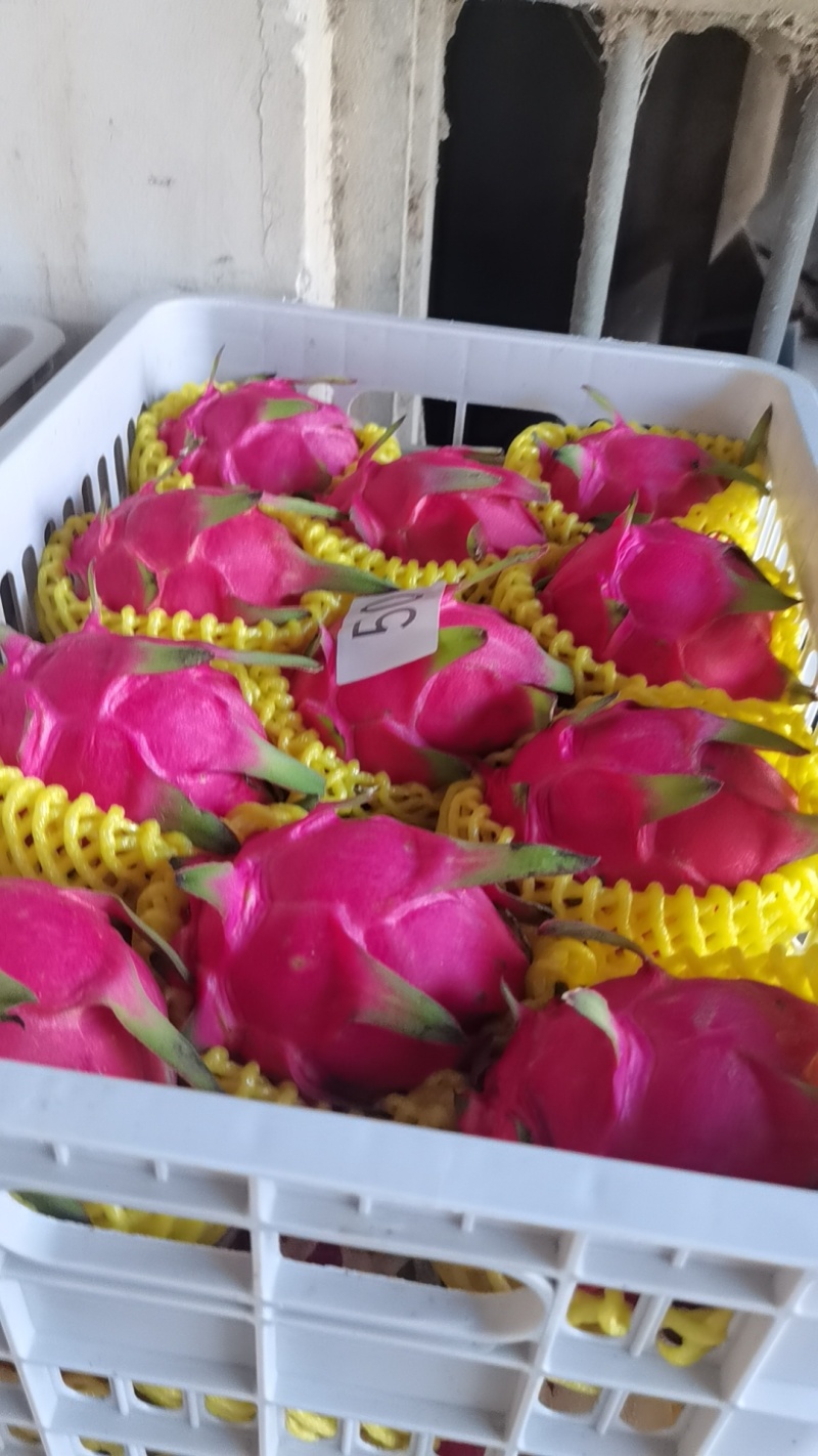 【金都一号】火龙果大量上市规格品种齐全量大价优