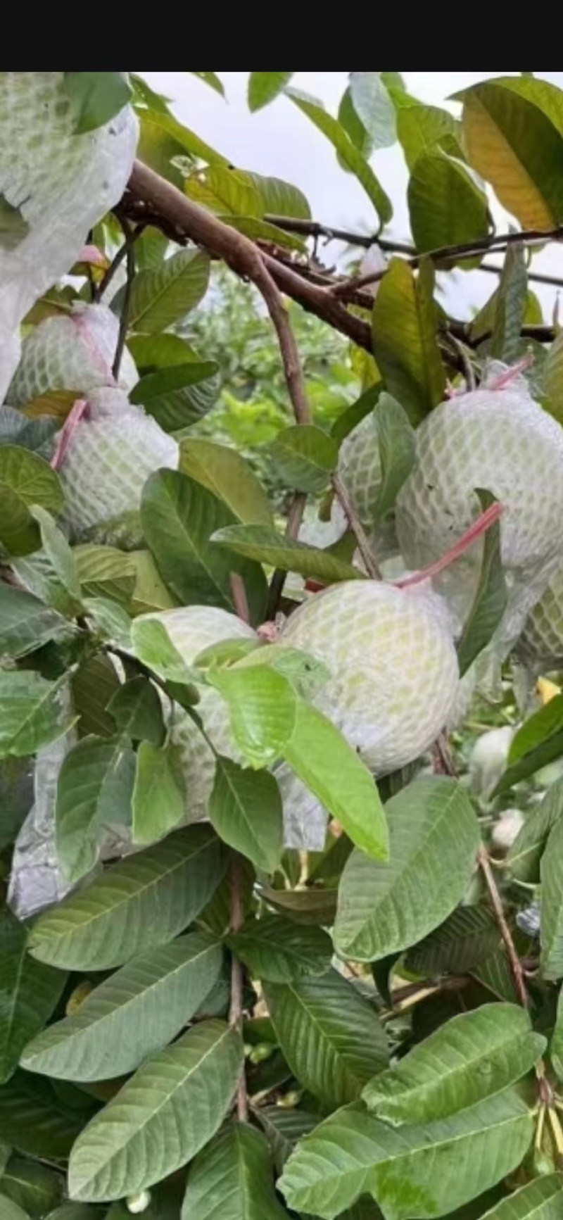 【芭乐】白心现卖现摘万亩种植基地品质保障欢迎采购