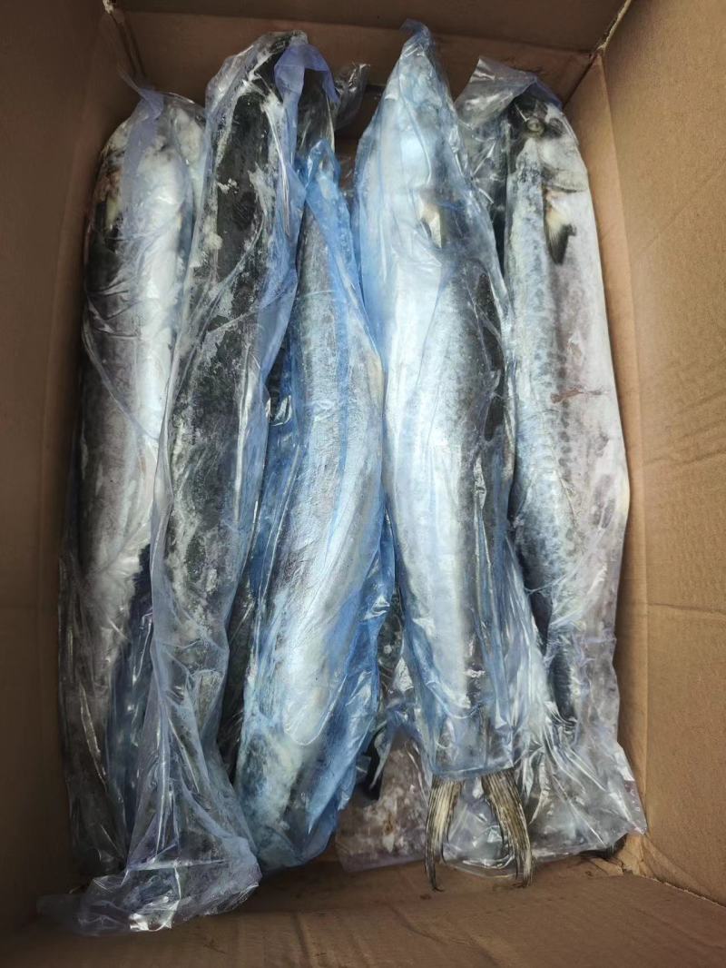 1/1.5单冻鲅鱼海捕鲅鱼工厂直营