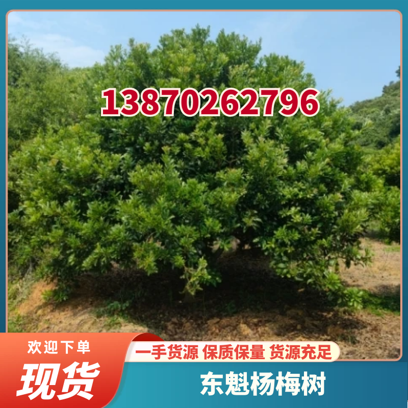 杨梅树东魁杨梅树苗圃直发量大从优提供技术支持欢迎