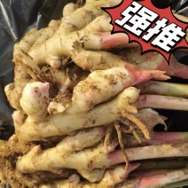 【诚信推荐】山东鲜姜大黄姜-足斤足量-大量供应-可对接商超