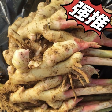 【诚信推荐】山东鲜姜大黄姜-足斤足量-大量供应-可对接商超