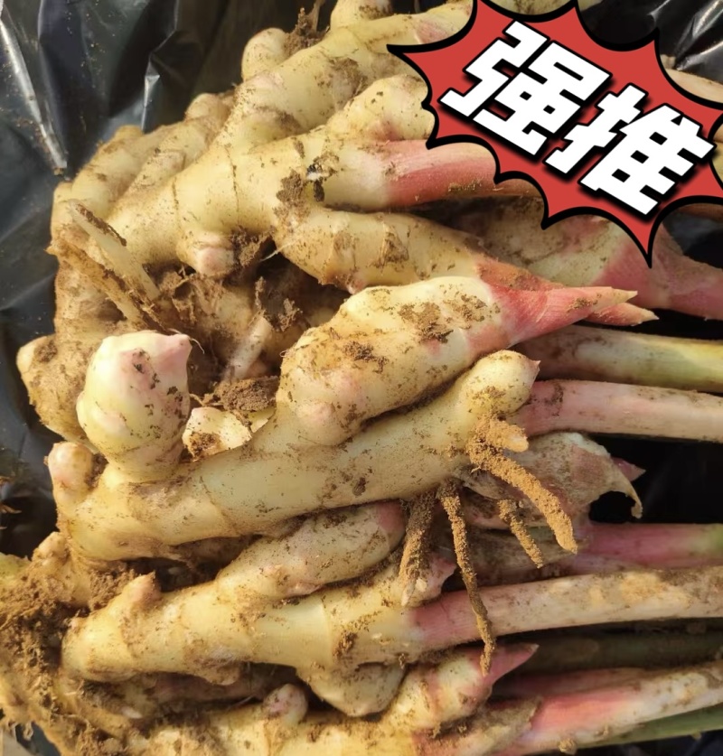 【诚信推荐】山东鲜姜大黄姜-足斤足量-大量供应-可对接商超