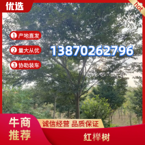 【榉树】江西15公红榉现挖现发提供技术欢迎来电咨询
