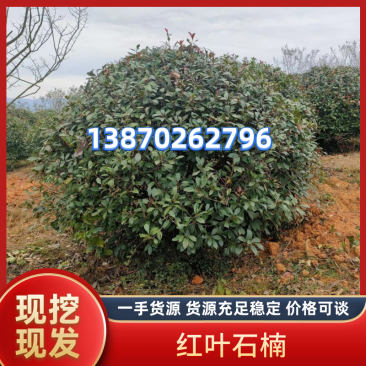 石楠树江西红叶石楠基地直发价格可谈提供技术支持