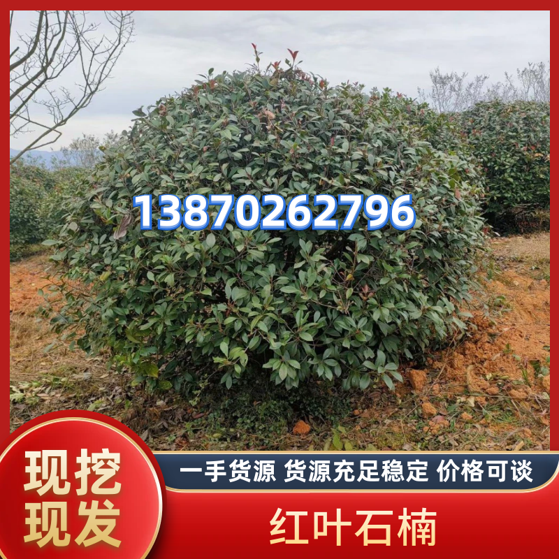 石楠树江西红叶石楠基地直发价格可谈提供技术支持