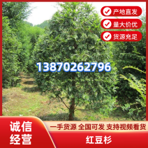 红豆杉江西红豆杉基地直供量大从优提供免费技术支持