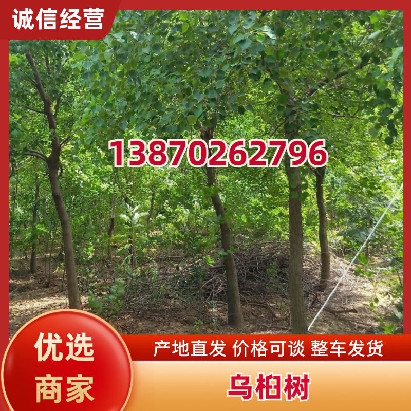乌桕树江西乌桕基地直发价格详谈提供技术支持