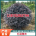 【红花继木】江西红花继木大量现货基地直供一手货源