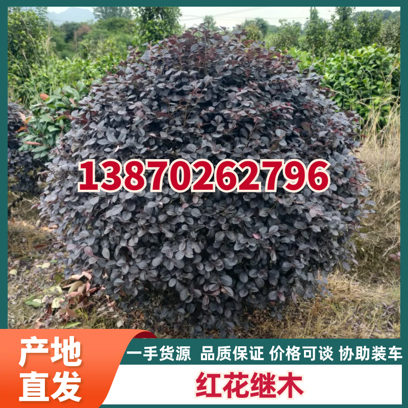 【红花继木】江西红花继木大量现货基地直供一手货源