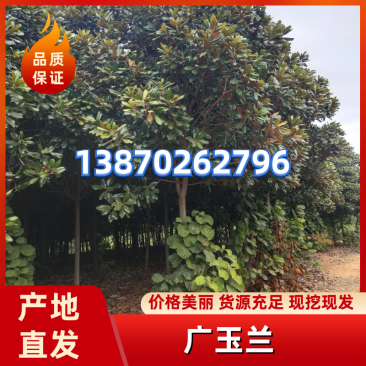 江西玉兰树广玉兰基地直供大量有货价格优惠欢迎致电