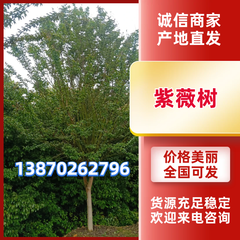紫薇树江西紫微基地直供大量有货价格优惠欢迎致电