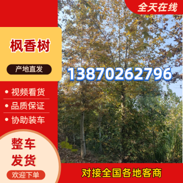 枫香树江西枫香树基地直供大量有货欢迎来电咨询