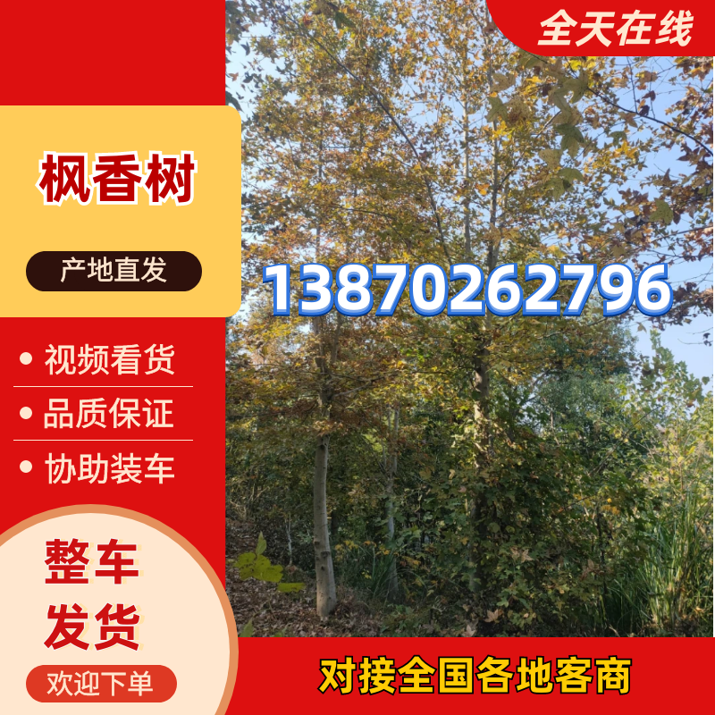 枫香树江西枫香树基地直供大量有货欢迎来电咨询