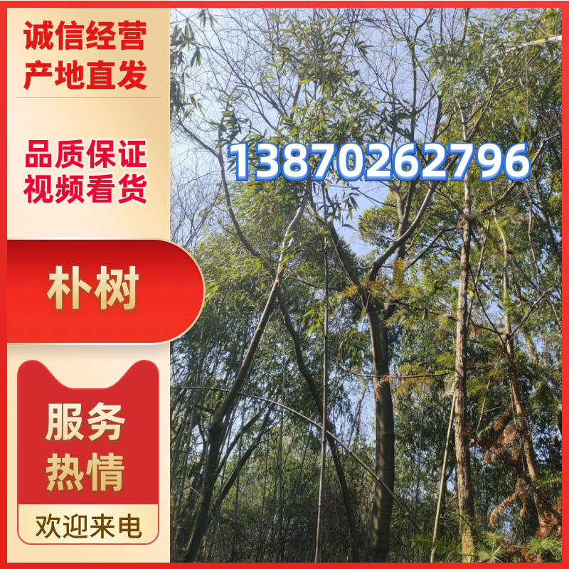 朴树江西朴树基地直发可视频看货量大从优欢迎咨询