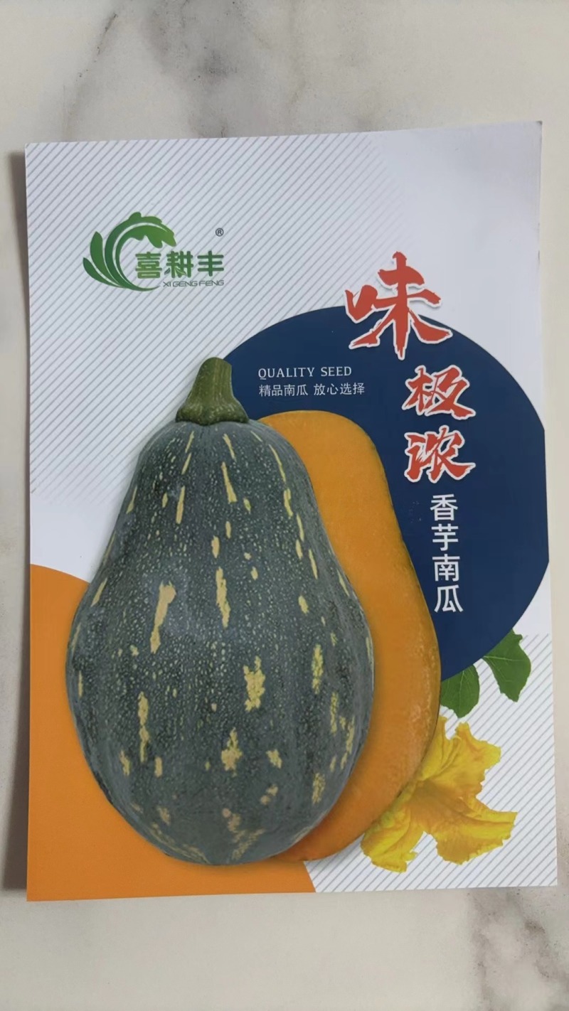 香芋南瓜，贝贝密本种子！发芽率高达98%以上，欢迎选购！