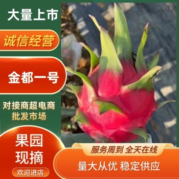 【金都一号】火龙果大量上市规格品种齐全量大价优