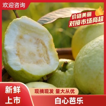 【芭乐】白心现卖现摘万亩种植基地品质保障欢迎采购