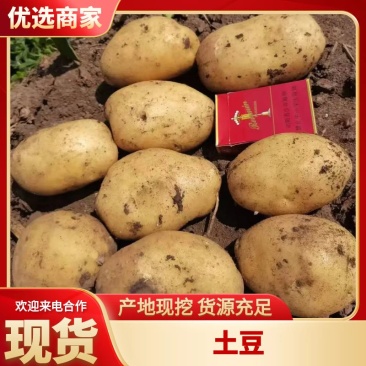 土豆龙丹1实验1尤金885中暑五品种齐全大量供应