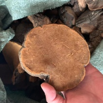 大桑黄暴马丁桑黄非种植西藏暴马丁产地大货批发一件代发量大