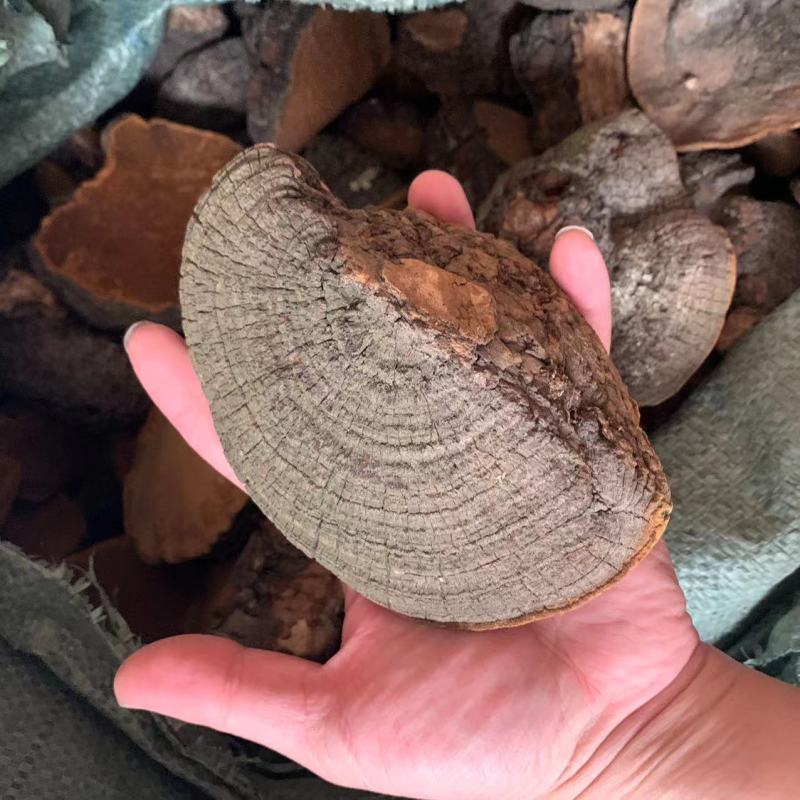 大桑黄暴马丁桑黄非种植西藏暴马丁产地大货批发一件代发量大