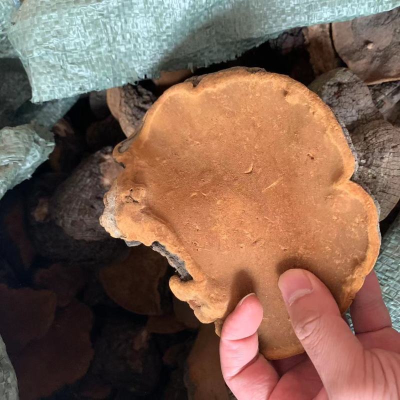大桑黄暴马丁桑黄非种植西藏暴马丁产地大货批发一件代发量大