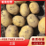 土豆吉林延薯13大量供应产地直发对接全国市场电商