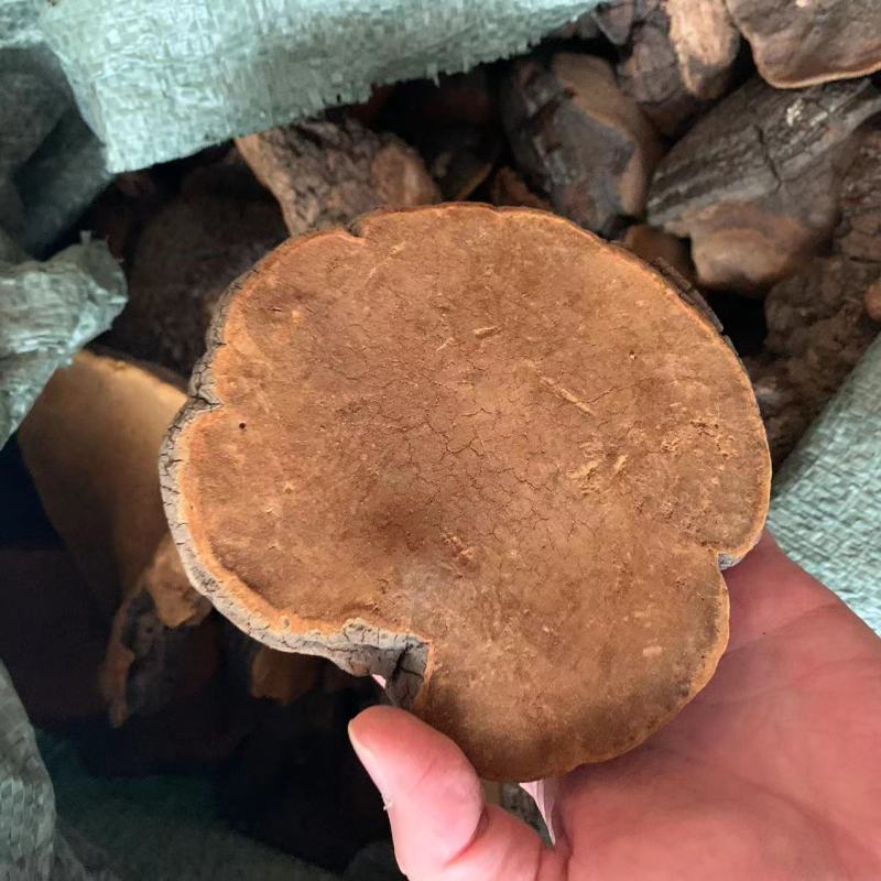 大桑黄暴马丁桑黄非种植西藏暴马丁产地大货批发一件代发量大