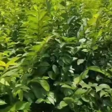 红榉树小苗江西榉树苗苗场直发量大从优欢迎咨询