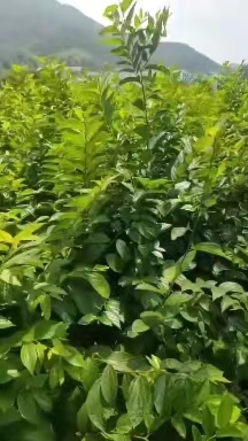 红榉树小苗江西榉树苗苗场直发量大从优欢迎咨询