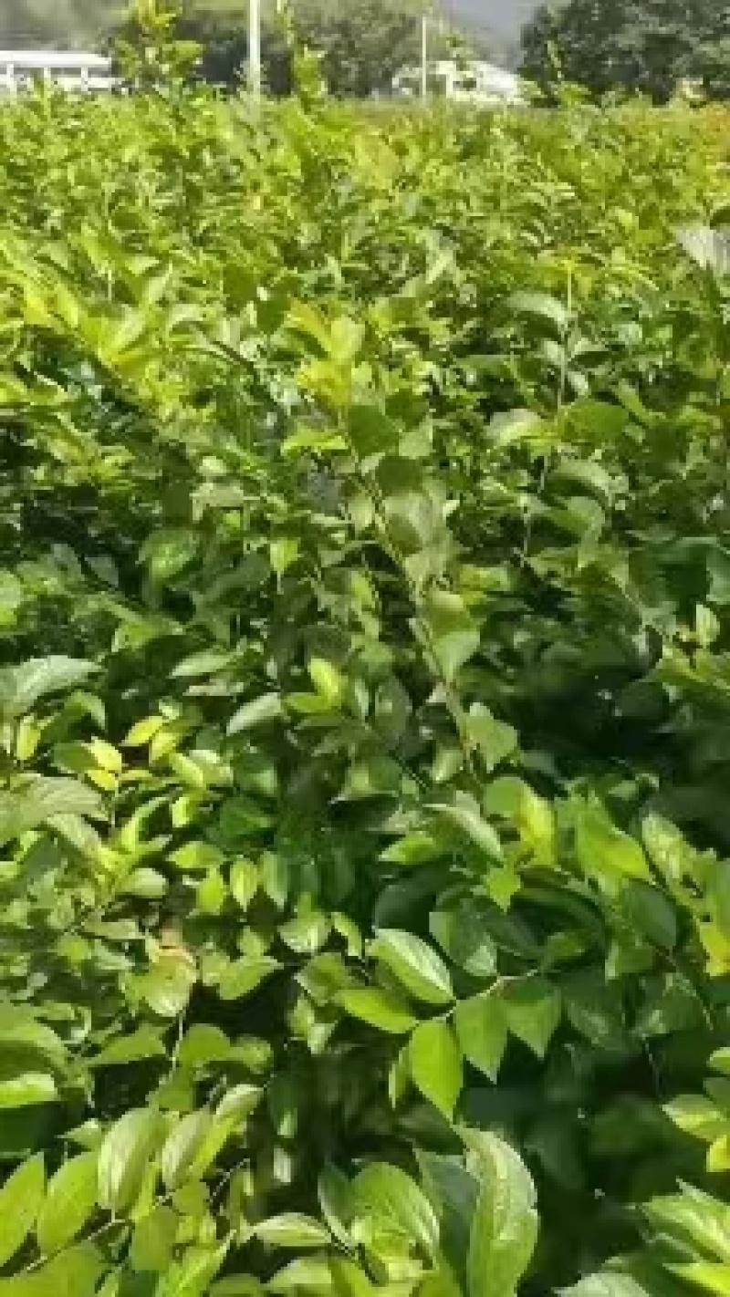 红榉树小苗江西榉树苗苗场直发量大从优欢迎咨询