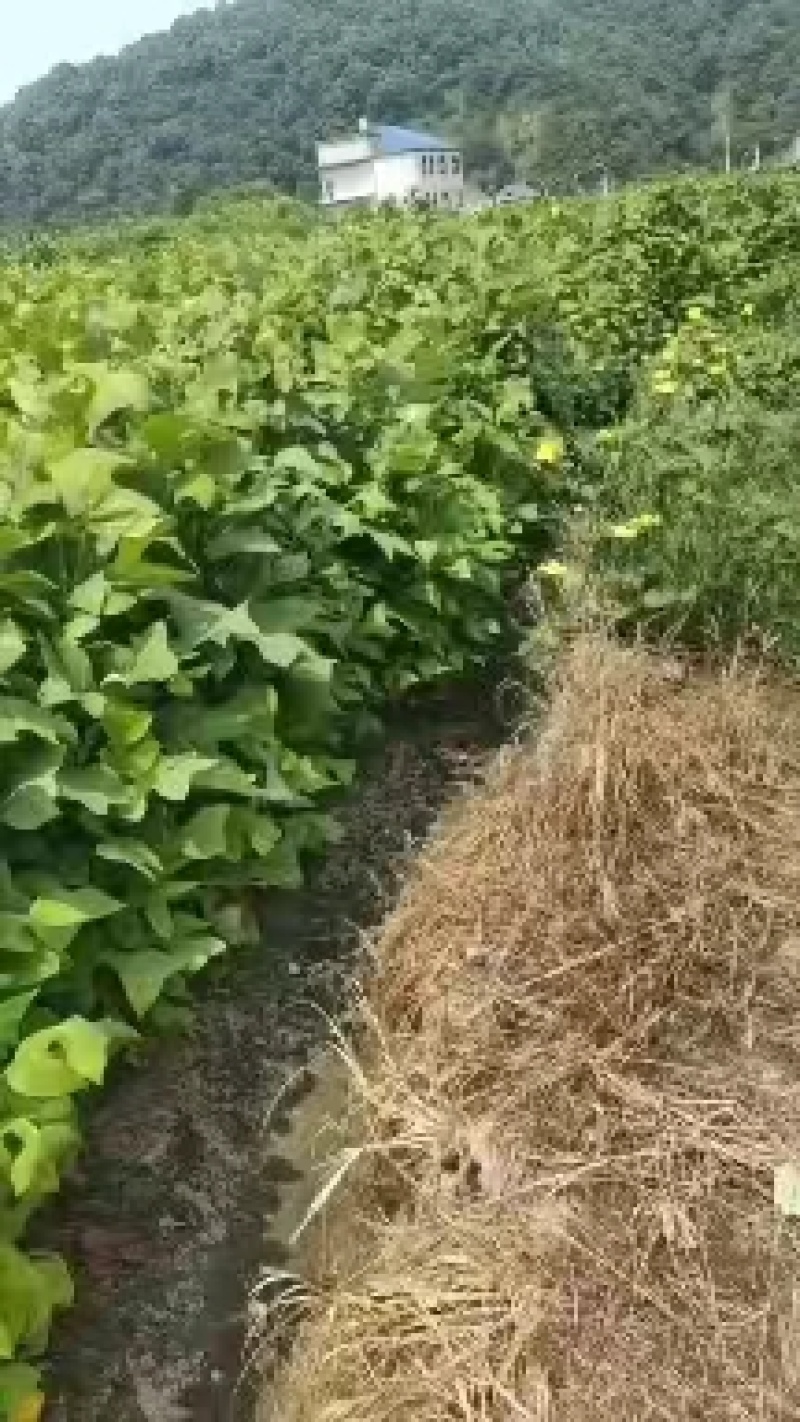 马褂木树苗江西马褂木小苗基地直发量大从优欢迎咨询