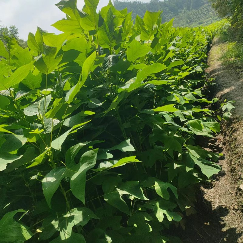 马褂木树苗江西马褂木小苗基地直发量大从优欢迎咨询