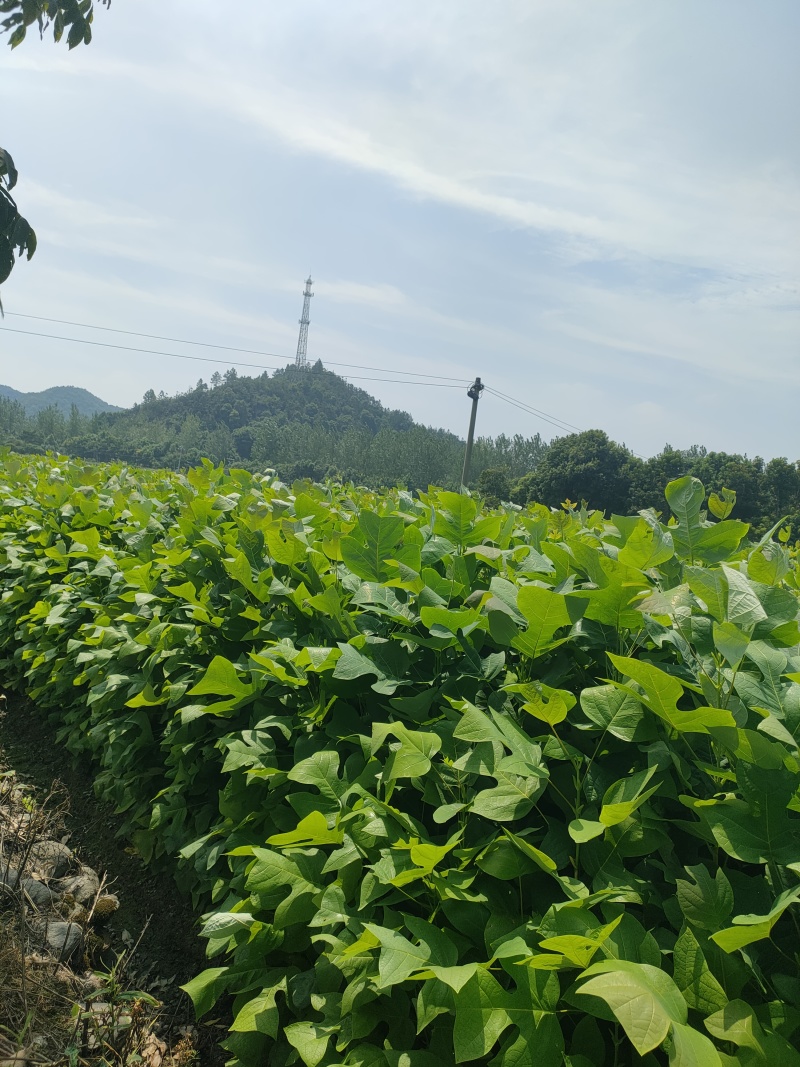 马褂木树苗江西马褂木小苗基地直发量大从优欢迎咨询