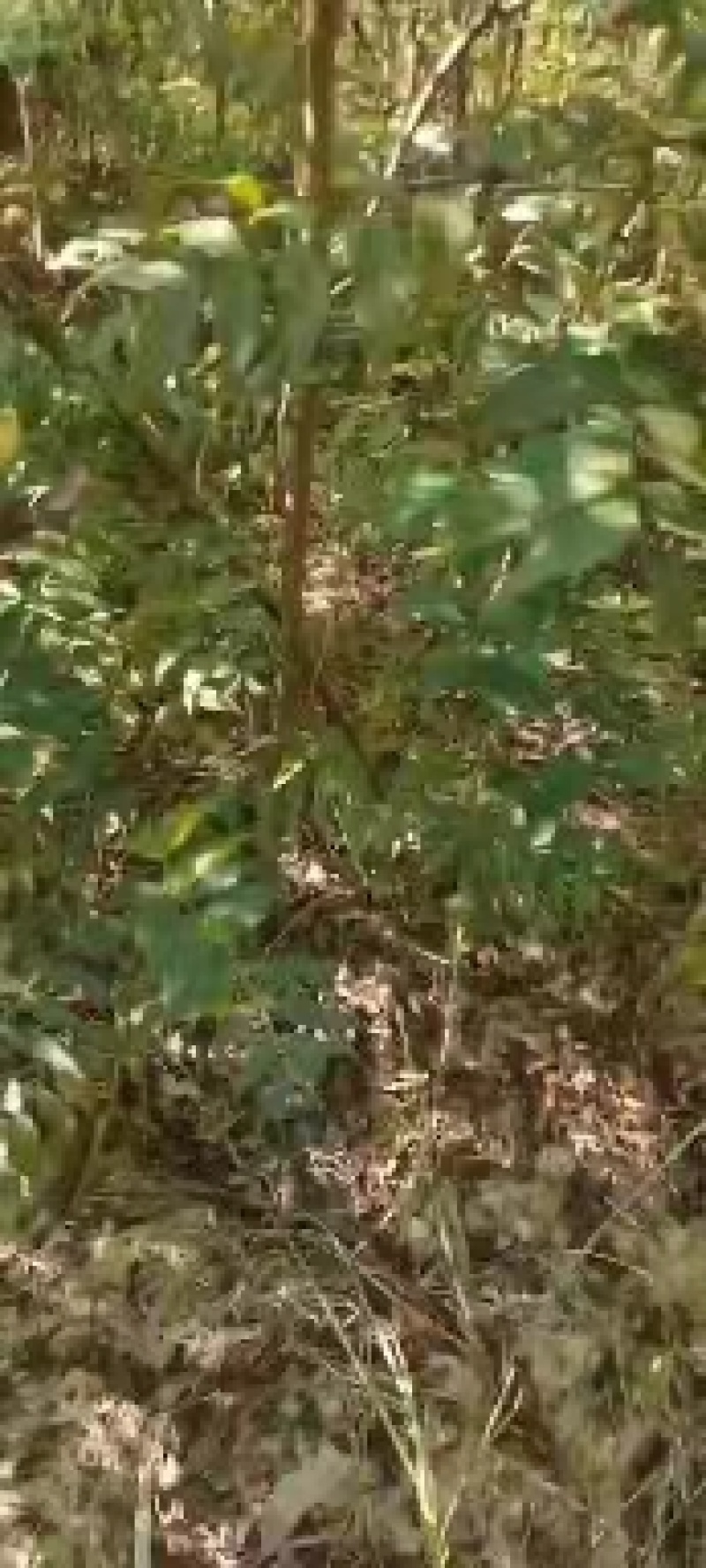 黄连木树苗江西黄连木树小苗大量供应可视频看货