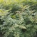 黄连木树苗江西黄连木树小苗大量供应可视频看货