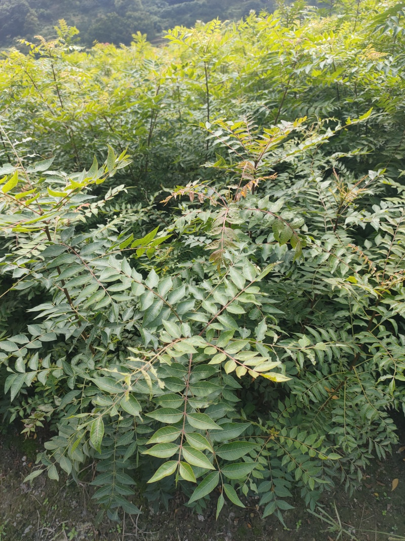 黄连木树苗江西黄连木树小苗大量供应可视频看货