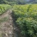 黄连木树苗江西黄连木树小苗大量供应可视频看货