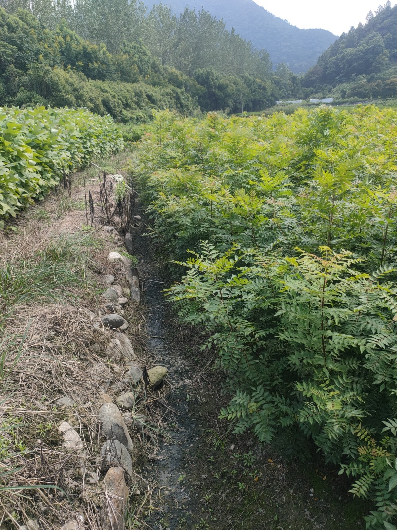 黄连木树苗江西黄连木树小苗大量供应可视频看货