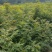 黄连木树苗江西黄连木树小苗大量供应可视频看货