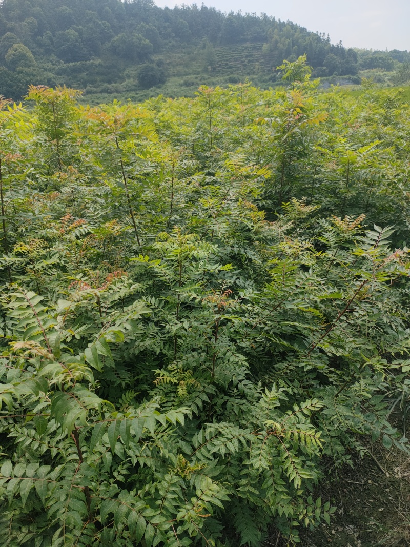 黄连木树苗江西黄连木树小苗大量供应可视频看货