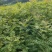 黄连木树苗江西黄连木树小苗大量供应可视频看货