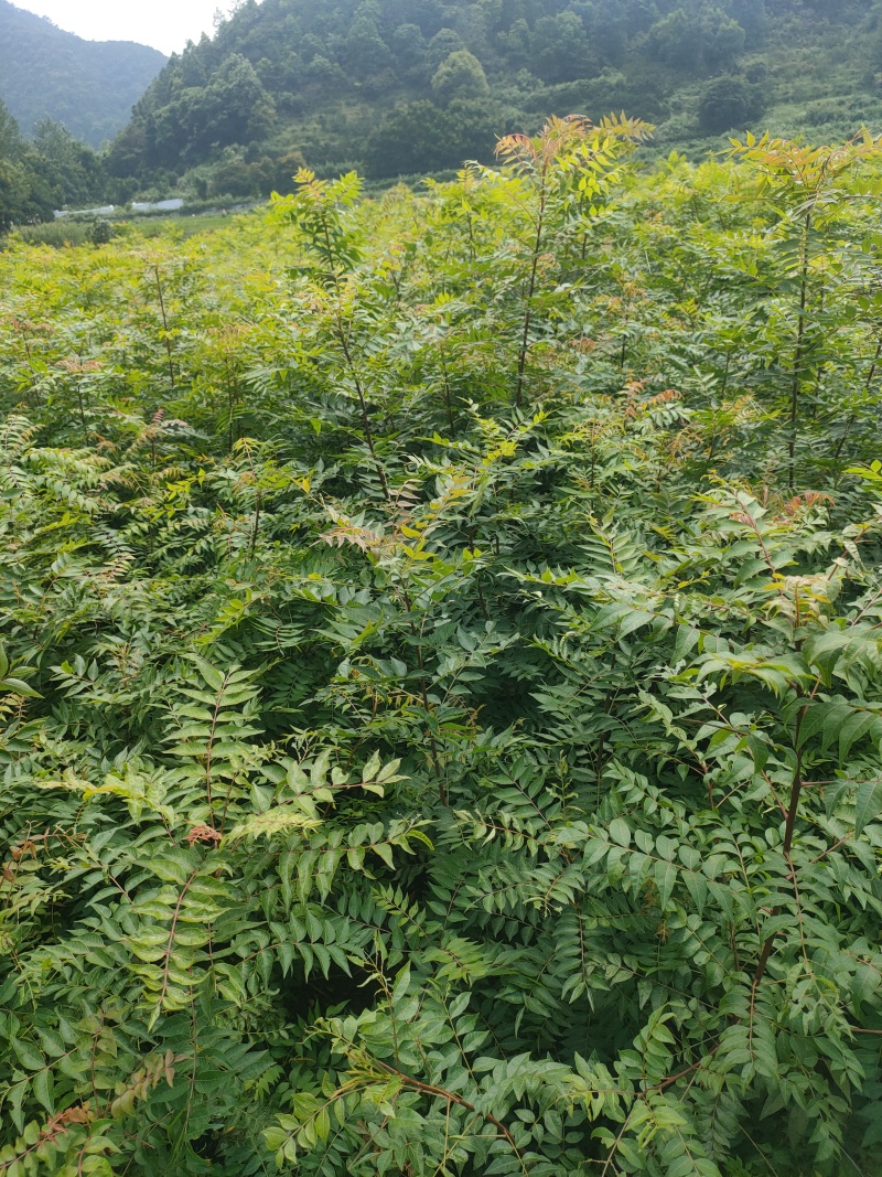 黄连木树苗江西黄连木树小苗大量供应可视频看货