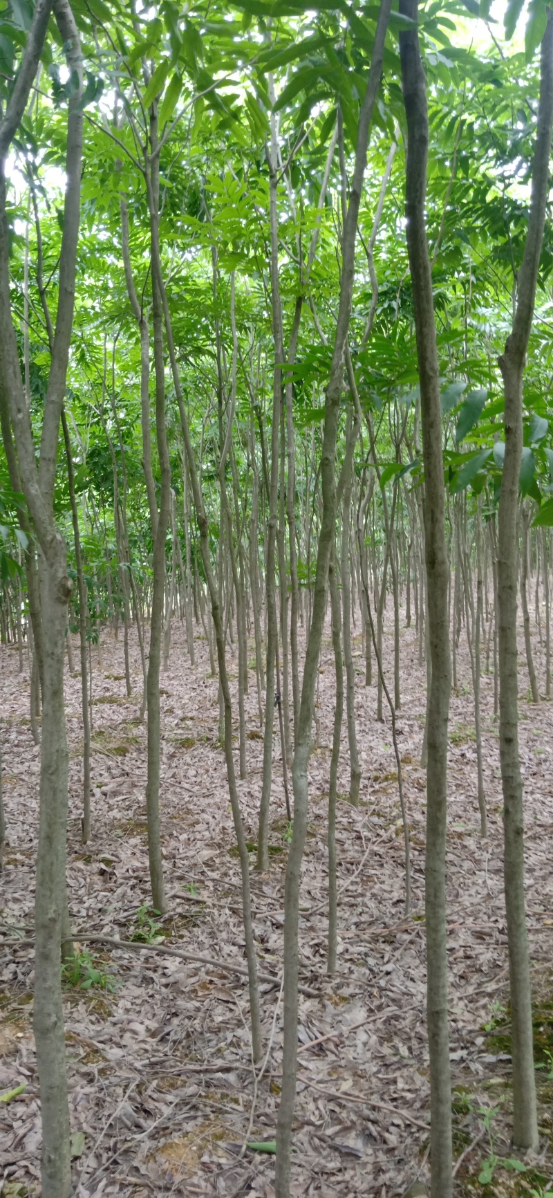 无患子树苗江西无患子小苗基地直发提供技术指导