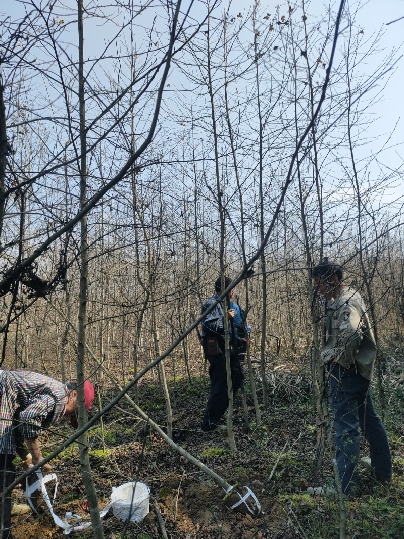 枫香树苗江西枫香树苗基地直发量大从优欢迎咨询