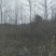 枫香树苗江西枫香树苗基地直发量大从优欢迎咨询