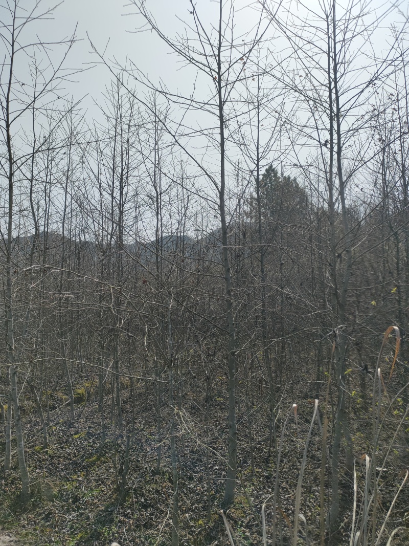 枫香树苗江西枫香树苗基地直发量大从优欢迎咨询