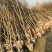枫香树苗江西枫香树苗基地直发量大从优欢迎咨询