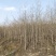 枫香树苗江西枫香树苗基地直发量大从优欢迎咨询